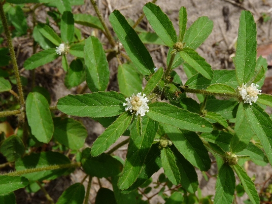 {Croton glandulosus var. septentrionalis}